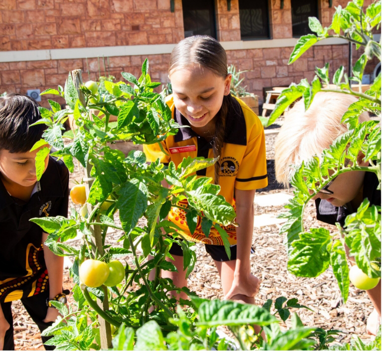 Welcome to the Boulder Primary School Community Garden.